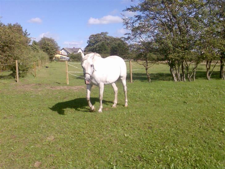 Shagya Araber (SH) Anky - aug 08 billede 15