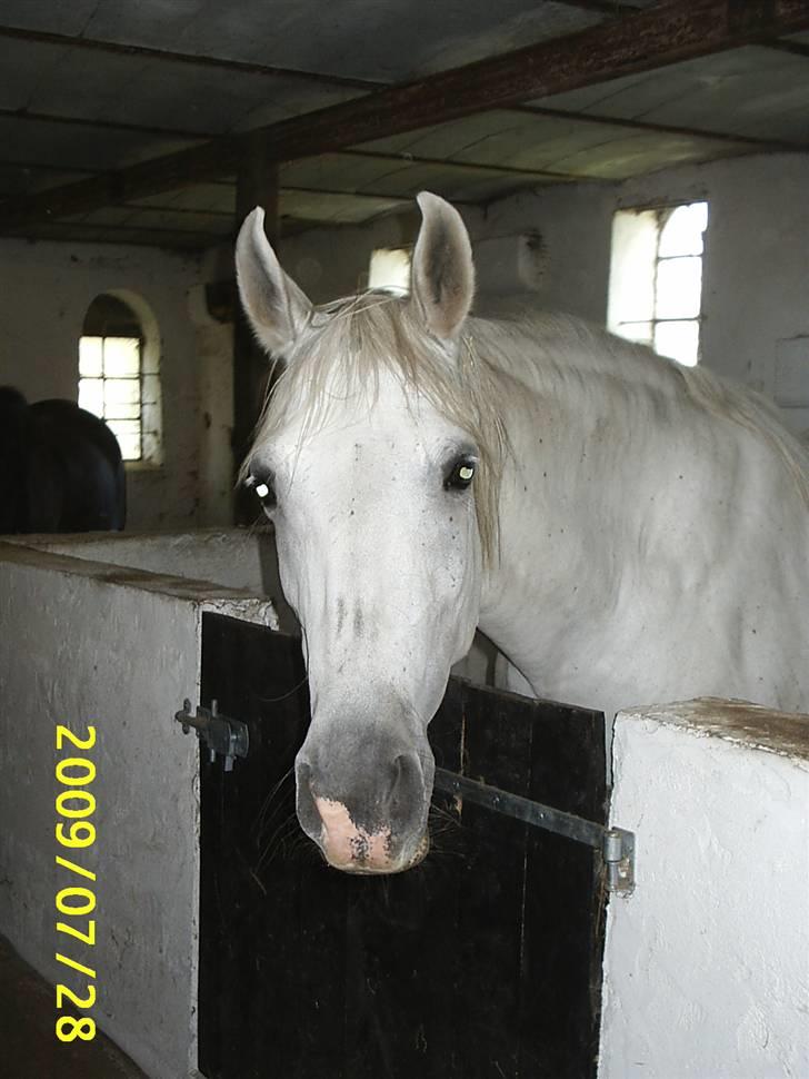 Shagya Araber (SH) Anky billede 16