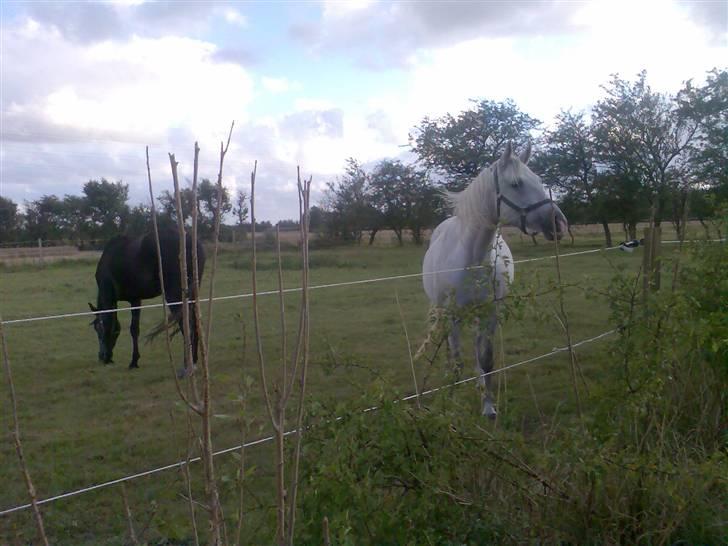 Shagya Araber (SH) Anky - Hey, hvad laver i inde i haven? billede 17