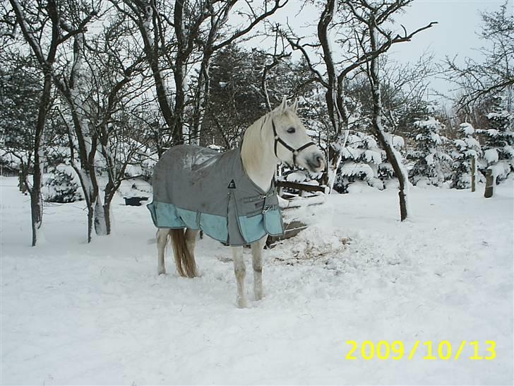 Shagya Araber (SH) Anky - dec 2009 billede 18