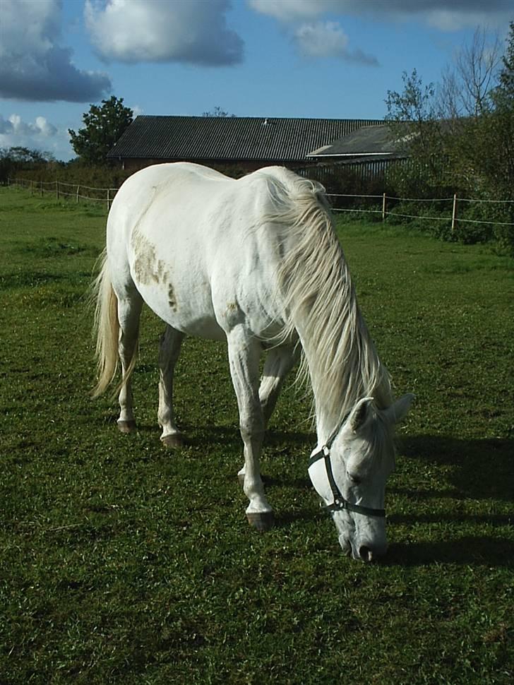 Shagya Araber (SH) Anky - okt 2008 billede 19