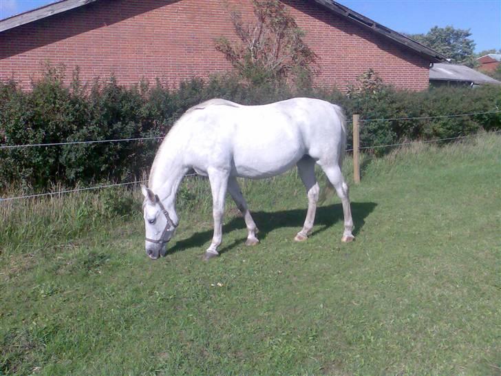 Shagya Araber (SH) Anky - aug 08 billede 20