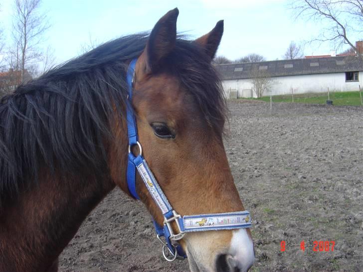 DSP Asprilla solgt billede 2