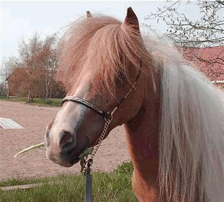 Dansk Miniature Miss April - Miss April billede 1