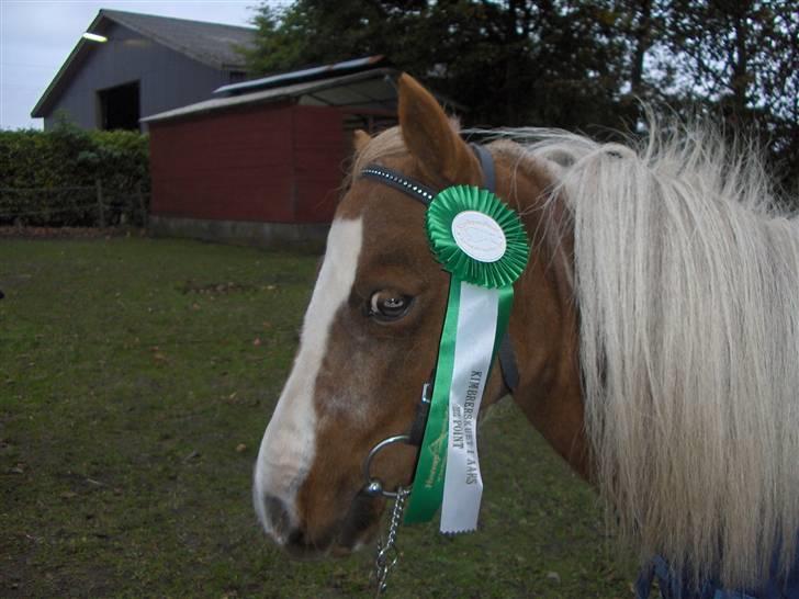Dansk Miniature Miss April - Den fine sløjfe billede 2