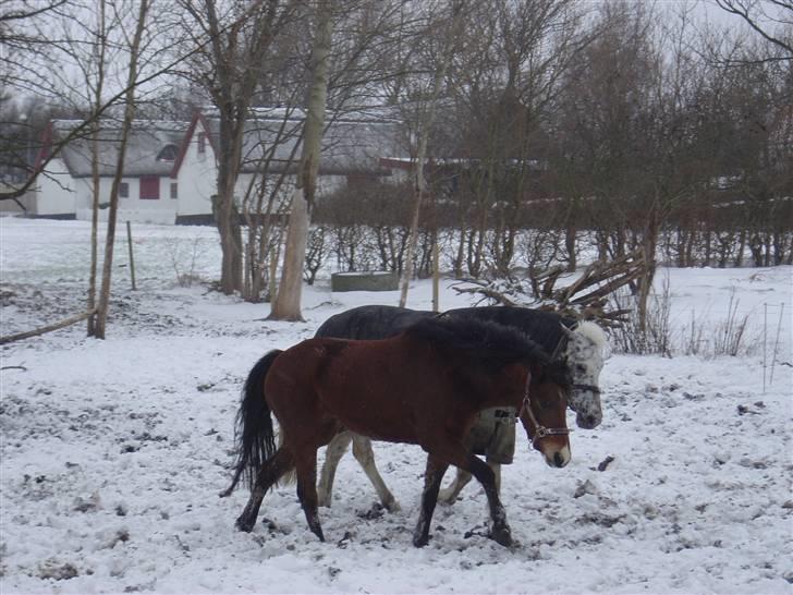 DSP Asprilla solgt billede 6