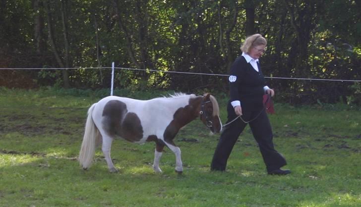 Dansk Miniature Miss April - Kimberskue 2008 billede 3