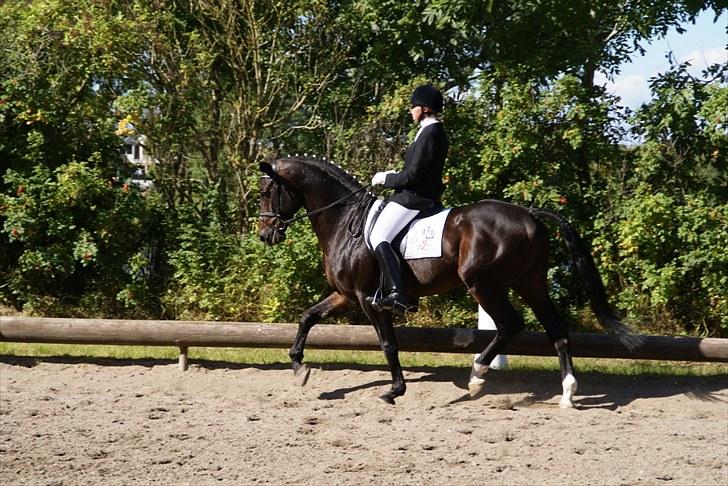 Dansk Varmblod Tjørnelund's Revolution - Stævne billede 8