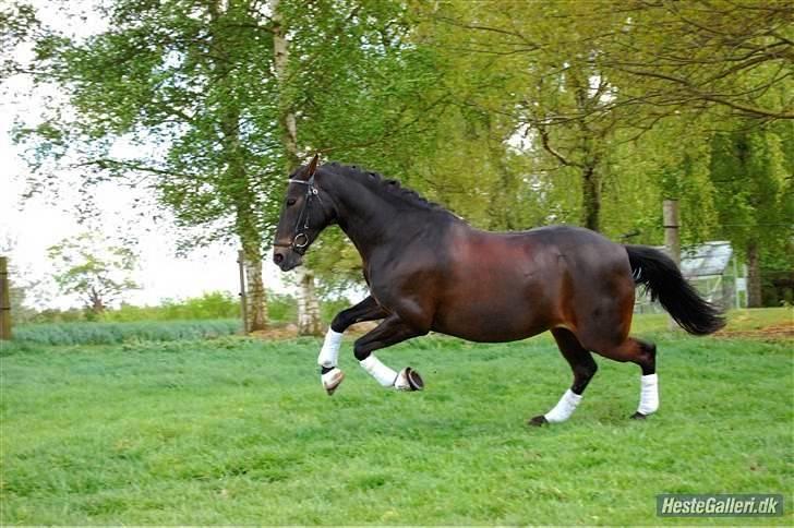 Anden særlig race Invincible (Andrea) <3 - 1) Fotograf: Amalie Knudsen billede 1