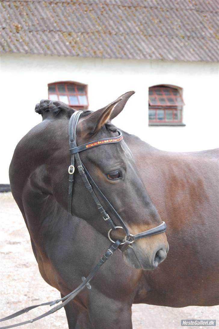 Anden særlig race Invincible (Andrea) <3 - 2) Fotograf: Amalie Knudsen billede 2