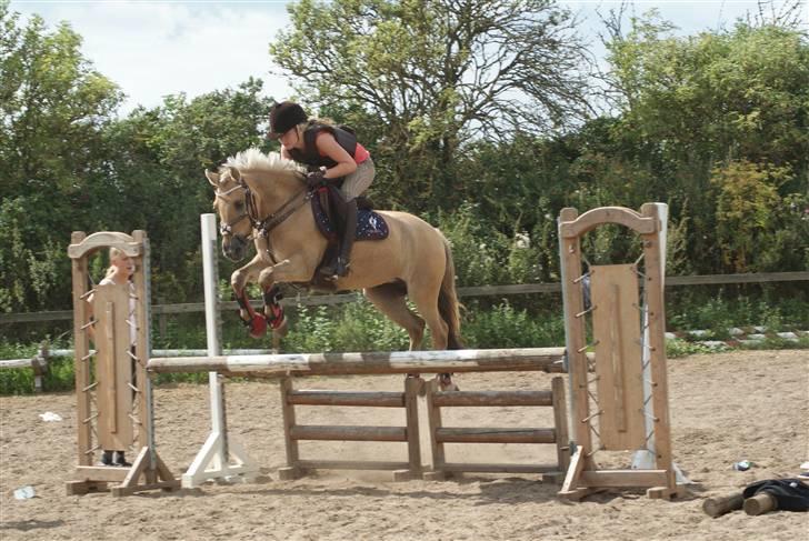 Anden særlig race daisy  - 1)velkommen til craizy daisys profil lig gerne en komentar...  ah-foto billede 1