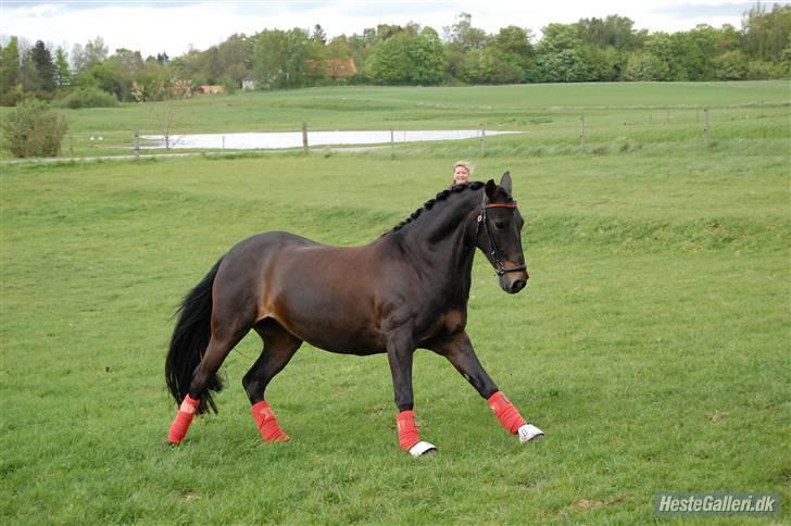 Anden særlig race Invincible (Andrea) <3 - 4) Fotograf: Amalie Knudsen billede 4