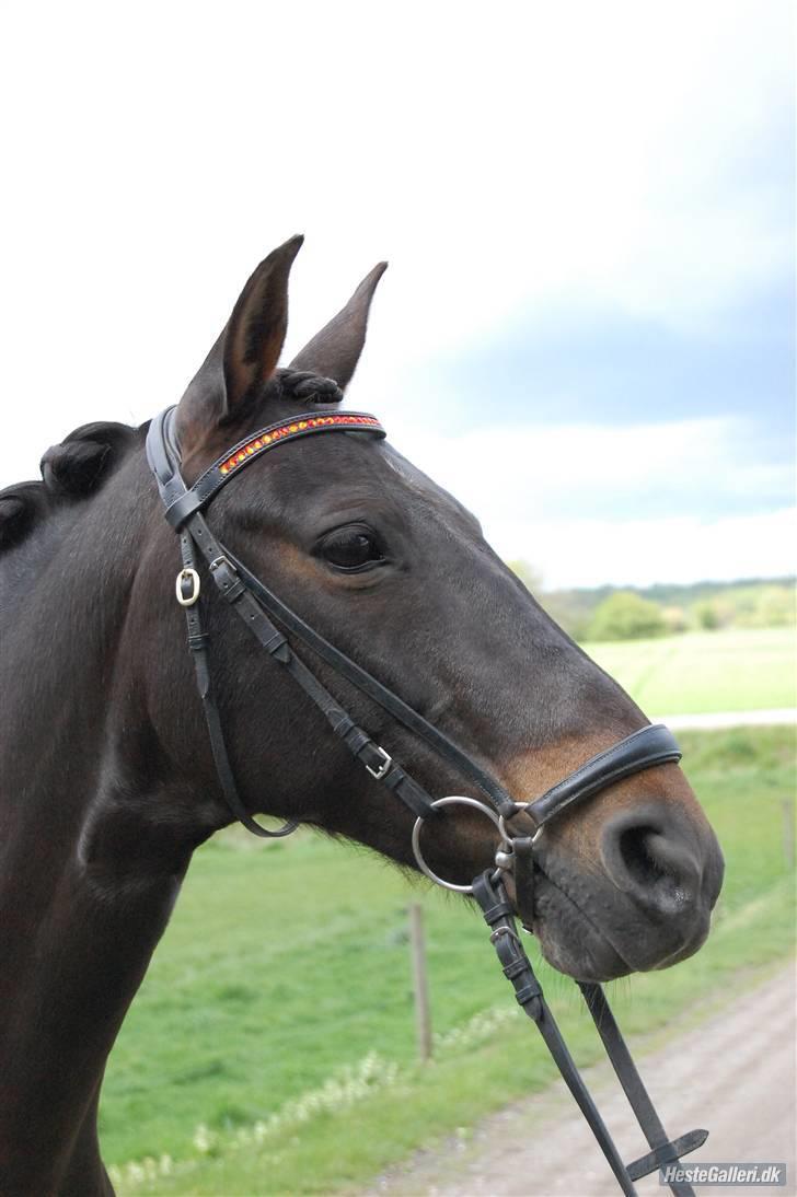 Anden særlig race Invincible (Andrea) <3 - 5) Fotograf: Amalie Knudsen billede 5