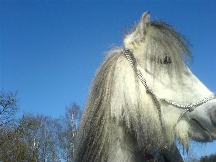 Shetlænder Munik (Solgt) billede 1