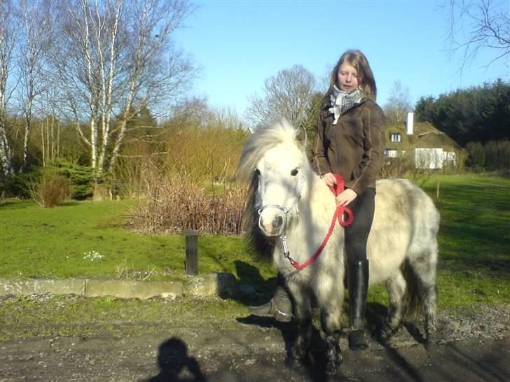 Shetlænder Munik (Solgt) billede 2