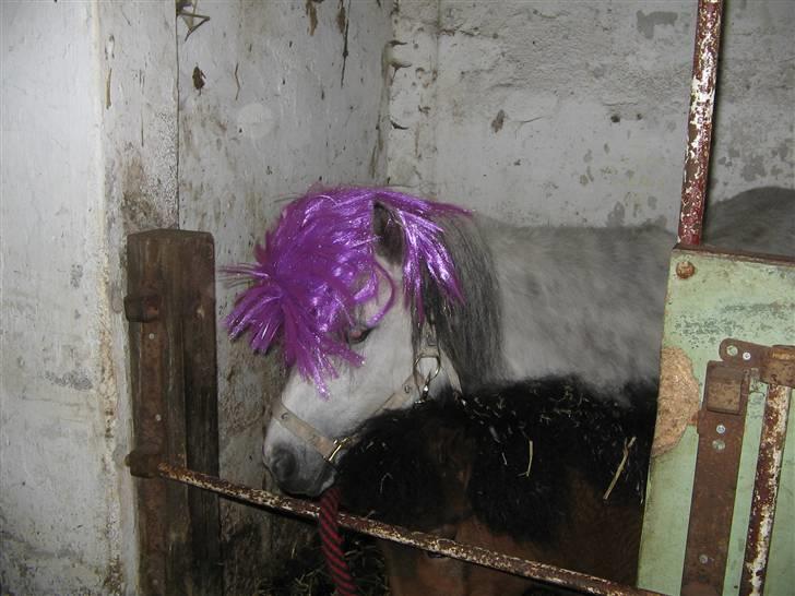 Shetlænder Munik (Solgt) billede 3