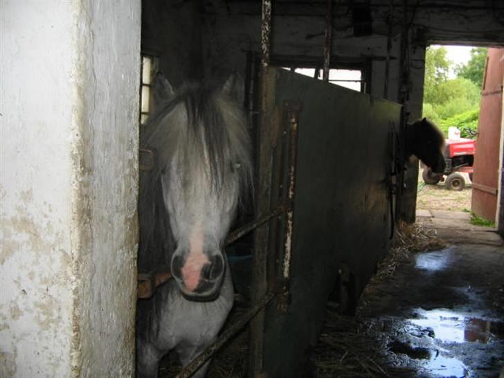 Shetlænder Munik (Solgt) billede 4
