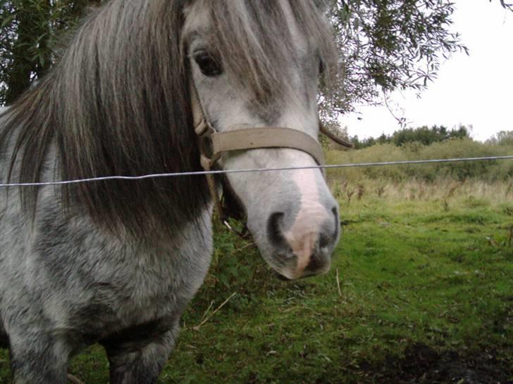 Shetlænder Munik (Solgt) billede 5