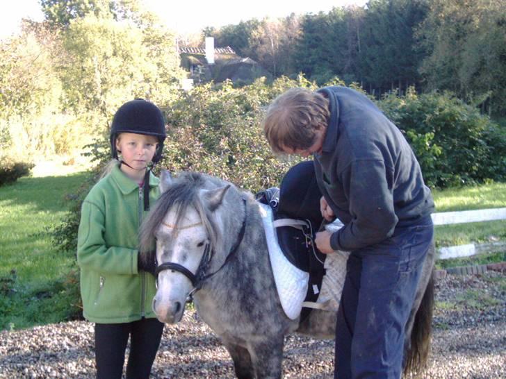 Shetlænder Munik (Solgt) billede 6