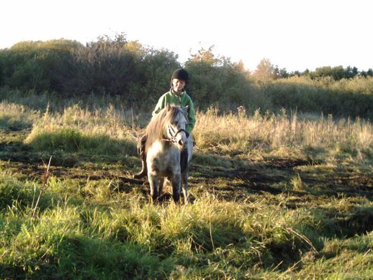 Shetlænder Munik (Solgt) billede 7