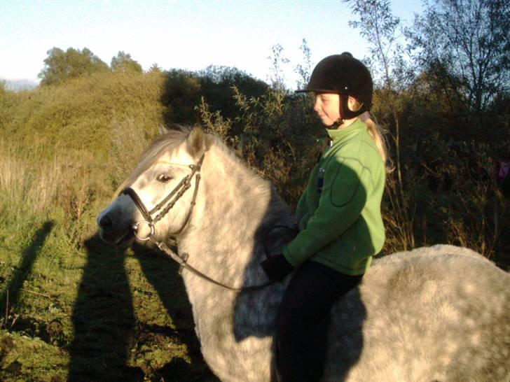 Shetlænder Munik (Solgt) billede 8