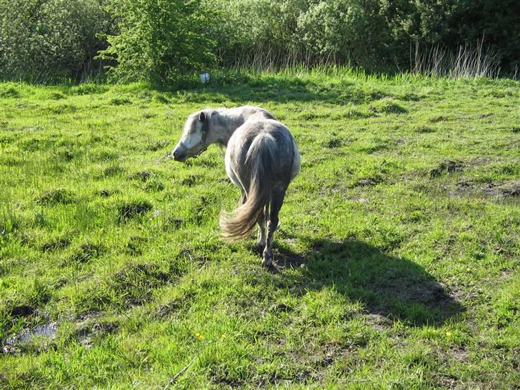 Shetlænder Munik (Solgt) billede 9