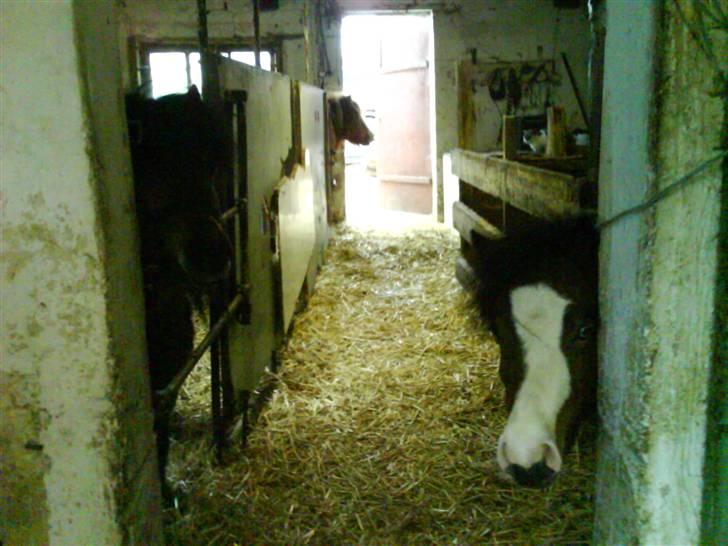 Shetlænder Munik (Solgt) billede 12