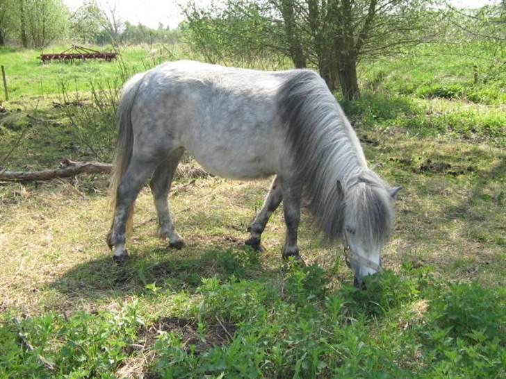 Shetlænder Munik (Solgt) billede 13