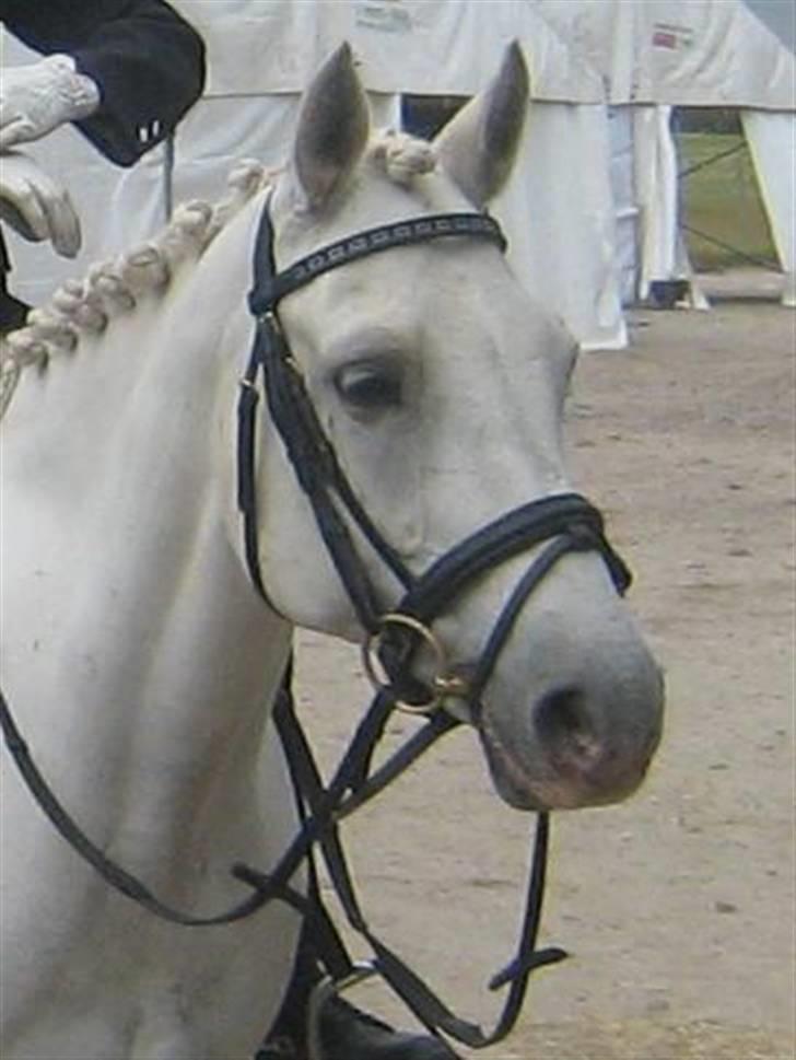 Connemara Teglstrups Baroness <3  - Nr.1  velkommen til min super seje hest baronezz(-; fotomand: mor billede 1
