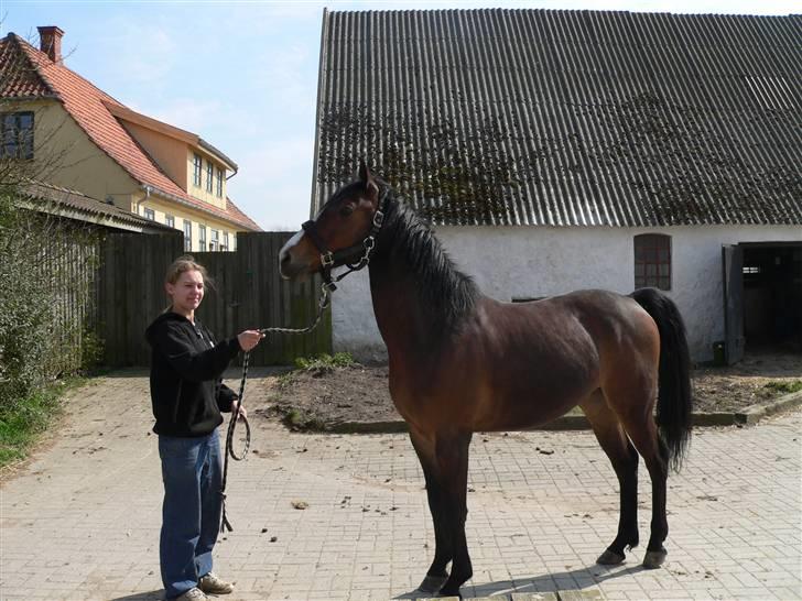 Hollandsk Sportspony Romeo(Solgt) - Velkommen:) ja lidt araber er der jo i mig:P billede 1