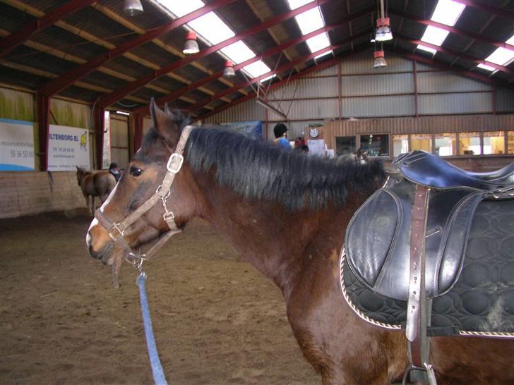 Hollandsk Sportspony Romeo(Solgt) billede 5