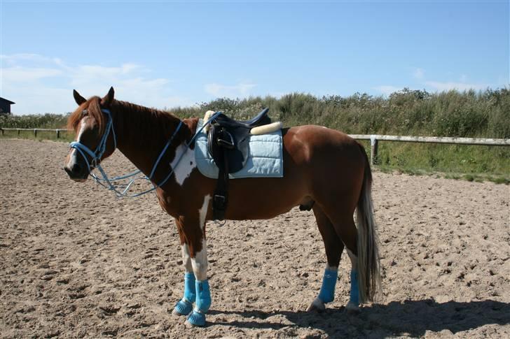 Pinto Polle - så fin du er <3 billede 7