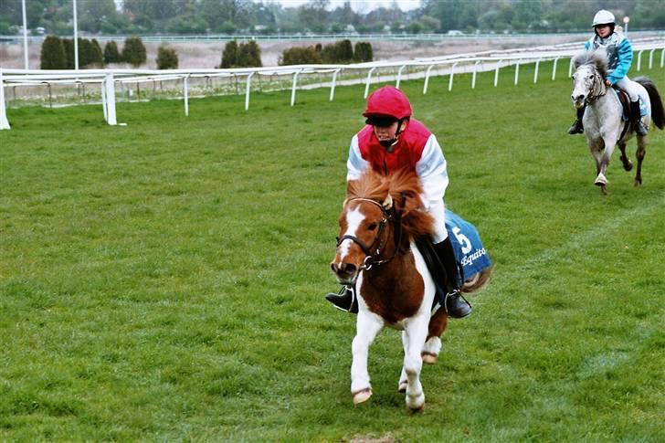 Shetlænder Buller R.I.P - Kom så Buller.. vi Vandt. I miss you. Du var fantasisk<3 billede 20