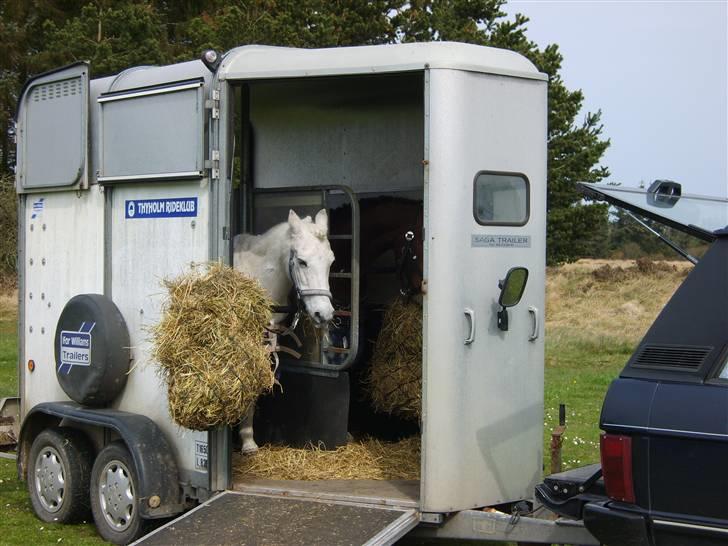 Anden særlig race Perle  - til stævne i Hunborg !!!! billede 1
