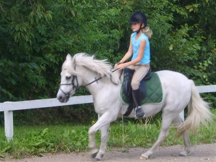 Anden særlig race Perle  - en sommer dag  hvor jeg træner hjemme ! billede 2