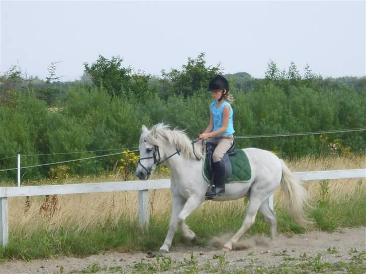Anden særlig race Perle  - sommerdag billede 3