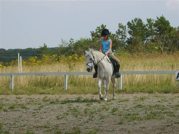 Anden særlig race Perle  - sommerdag igen billede 4
