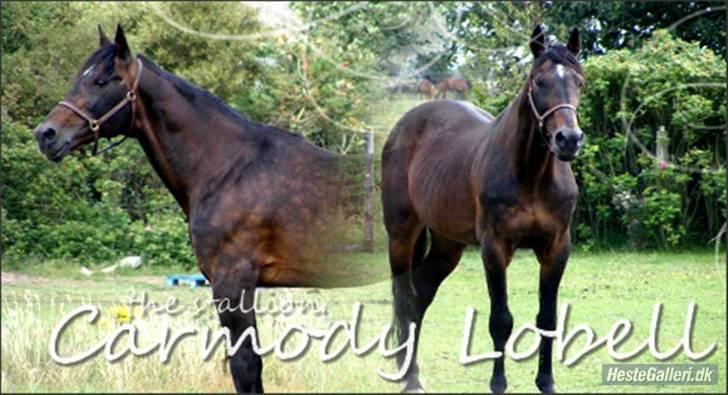 Traver Carmody Lobell R.I.P - Velkommen til Carmody´s pofil. - 2000 tak for billedet Sara :D billede 1