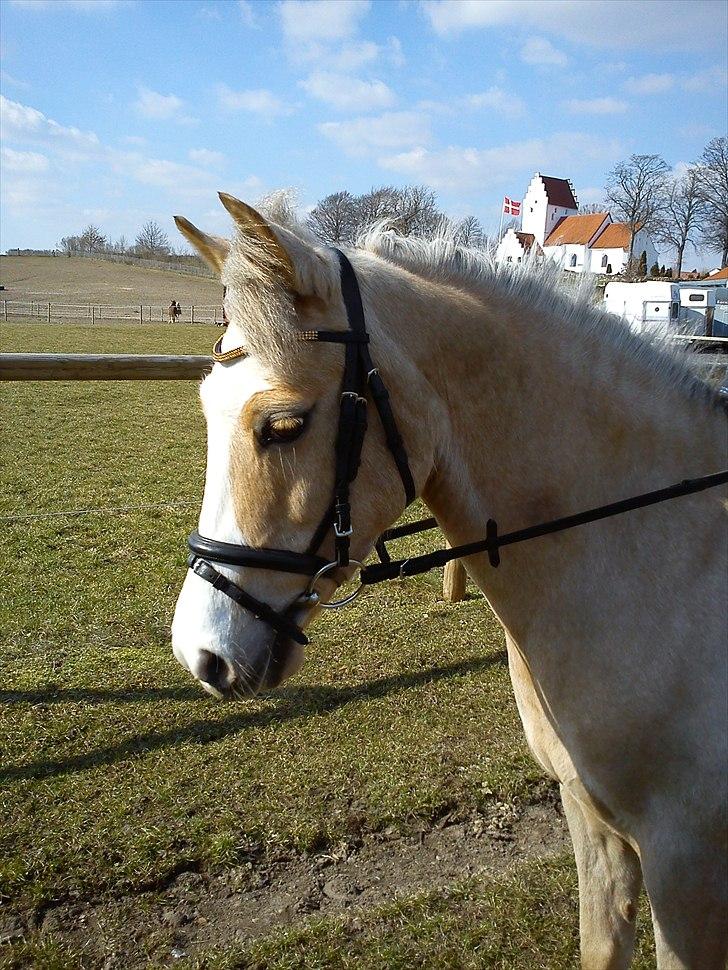 DSP Mariedals Mille Min dejlige ponze<3 - #1 Velkommen til Verdens bedste dressur pony!<3 billede 1