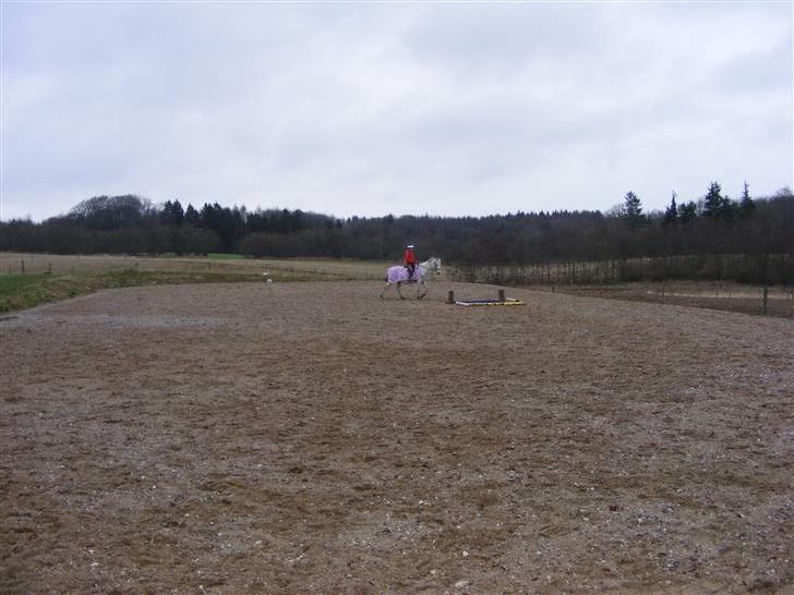 Anden særlig race Penelope *SOLGT* - *NYT* - mig og Penelope den 20. januar 2008..     billede 9