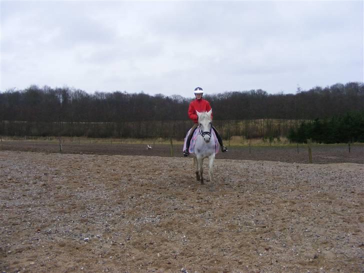 Anden særlig race Penelope *SOLGT* - *NYT* - mig og Penelope den 20. januar..  2008   billede 10