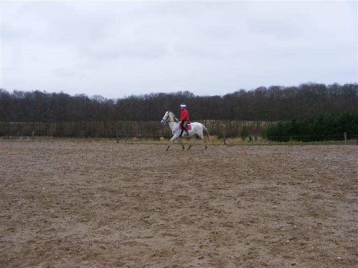 Anden særlig race Penelope *SOLGT* - *NYT* - mig og Penelope den 20. januar..     billede 14
