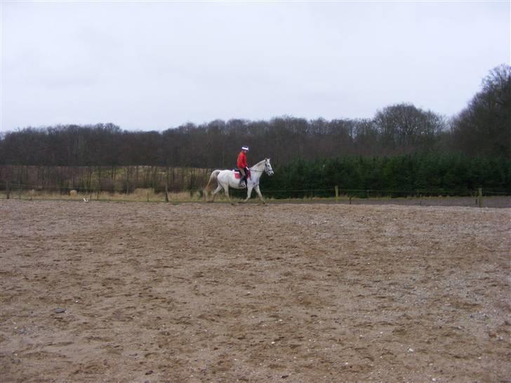 Anden særlig race Penelope *SOLGT* - *NYT* - mig og Penelope den 20. januar..     billede 16