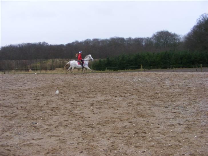 Anden særlig race Penelope *SOLGT* - *NYT* - mig og Penelope den 20. januar..     billede 18