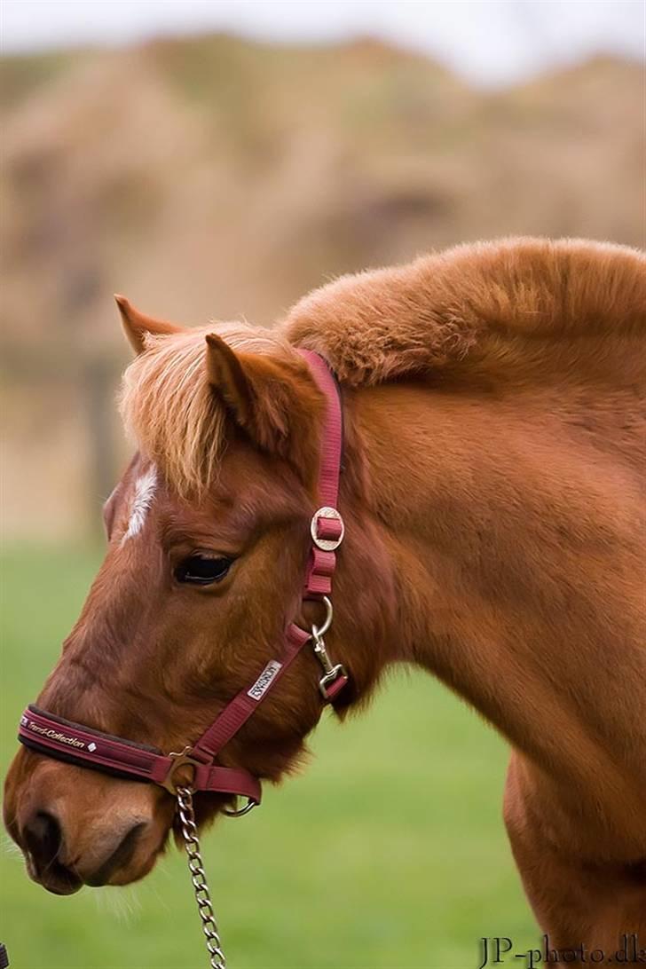 Anden særlig race Vestervangens Asterix - Charmerende pony, ASTERiX :´) JP-foto billede 1