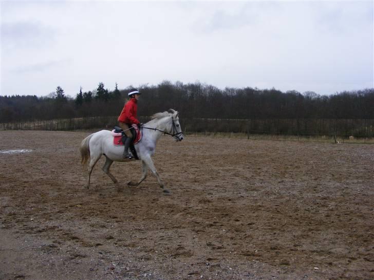 Anden særlig race Penelope *SOLGT* - *NYT* - mig og Penelope den 20. januar..     billede 19