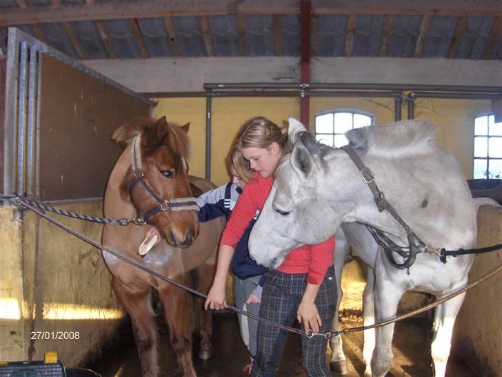 Anden særlig race Vestervangens Asterix - GodesteVenner (; Aste&Sjalle er ved at blive gjordt fine. billede 2