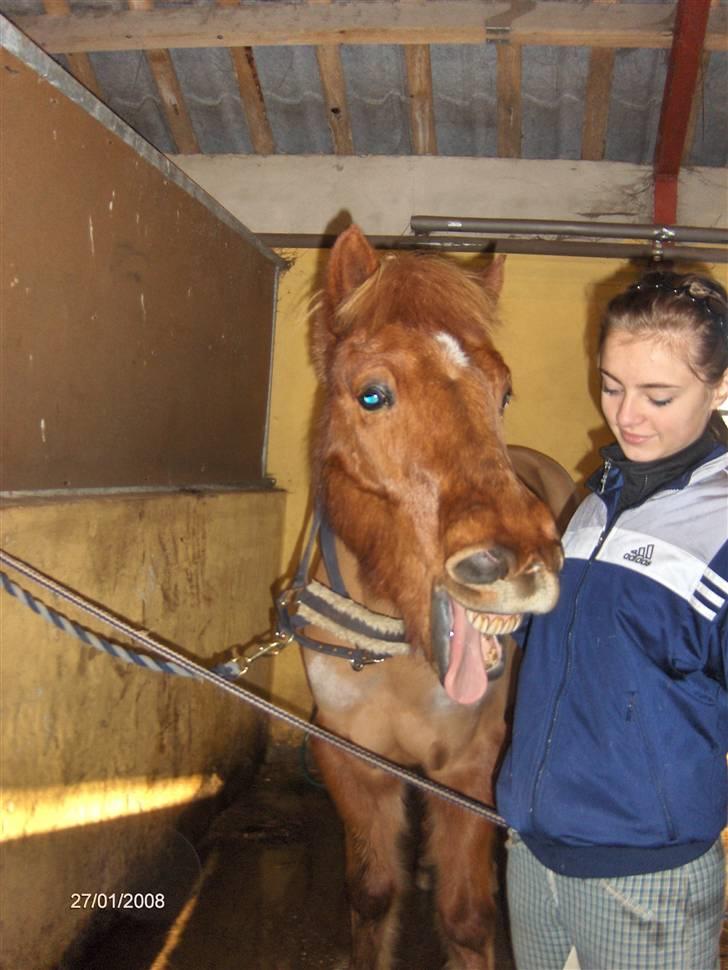 Anden særlig race Vestervangens Asterix - En træt ponyhyp (; billede 3