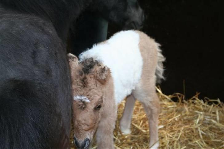 Shetlænder blaning Nala nudel. - Lille Nudel x]<3 billede 20