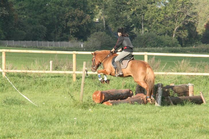 Anden særlig race Vestervangens Asterix - ups kom ikke så godt op at stå.  terræn undervisning 27.sep 08´. Fotograf:michelle billede 4